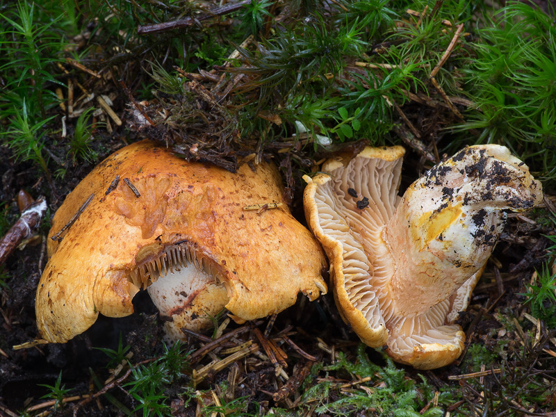 Cortinarius rubicundulus